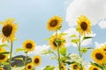 Closeup beautyful sunflower Royalty Free Stock Photo