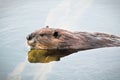 Closeup of a beaver head and reflection in water