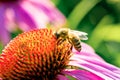 Closeup of a bed of Echinacea flowers with honey bee in a garden Royalty Free Stock Photo