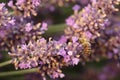 Closeup of bee on blossom of lavender. Honeybee pollinatining purple flowers. Basic step in production of honey Royalty Free Stock Photo