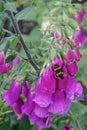 Closeup of a bee on a cluster of purple foxglove