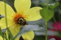 Closeup of a bee collecting nectar from a yellow dahlia flower in the garden Royalty Free Stock Photo