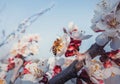 Closeup bee collecting pollen from a blooming apricot tree. Honeybee and spring flowers over blue sky background Royalty Free Stock Photo