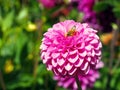 Closeup of a bee on a colorful Pink Pompon Dahlia