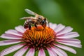 Closeup of bee delicately perched on colorful blooming flower Royalty Free Stock Photo