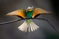 Closeup of a Bee-eater eating a dragonfly under the sunlight with a blurry background Royalty Free Stock Photo