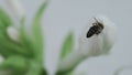 Bee entering the flower in super slow motion