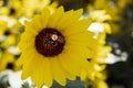 Closeup of bee extracting nectar in the center of a black eyed susan flower - selective focus - bokeh backgound Royalty Free Stock Photo