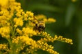 Closeup of a bee extracting pollen from a yellow flower with plants in the background Royalty Free Stock Photo