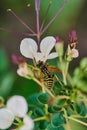 Closeup of a a bee feeding on flower nectar Royalty Free Stock Photo