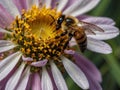 Closeup of a bee feeding on flower nectar with dewdrops, AI-generated. Royalty Free Stock Photo