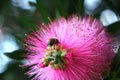 Closeup of a Bee feeding on a flower Royalty Free Stock Photo