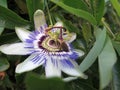 Closeup of bee feeding on Passion Flower Royalty Free Stock Photo