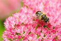 Closeup of a bee on Fette Henne flower Royalty Free Stock Photo