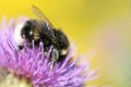 Closeup of bee on flower Royalty Free Stock Photo