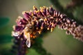 Closeup of a bee on a flower Royalty Free Stock Photo