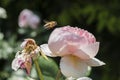 Closeup of a bee flying next to a rose flower Royalty Free Stock Photo