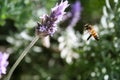 Closeup of a bee flying over the sunlit lavender blurred background Royalty Free Stock Photo