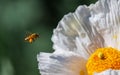Closeup of bee flying over white flower Royalty Free Stock Photo