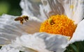 Closeup of bee flying over white flower Royalty Free Stock Photo