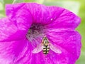 Closeup of bee gathering pollen from an pink petunia flower blossom. Beautiful colors and background image of this large Royalty Free Stock Photo