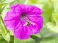 Closeup of bee gathering pollen from an pink petunia flower blossom. Beautiful colors and background image of this large Royalty Free Stock Photo