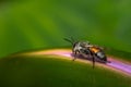 Closeup of a bee on a green leaf under sunlight with a blurry background Royalty Free Stock Photo