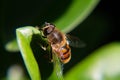 Closeup from a bee on a green leave Royalty Free Stock Photo