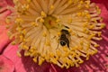Bee on a Camellia flower in spring