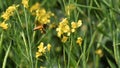 Closeup of a bee hovering near a yellow mustard flower Royalty Free Stock Photo