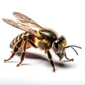 Closeup Bee isolated on white background. Macro shot of a bee,AI generated Royalty Free Stock Photo