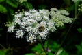 Closeup of a bee on a kneeling angelica (Angelica genuflexa) against blurred background