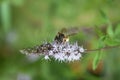 bee on mint flower Royalty Free Stock Photo