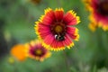 bee on multicolored daisy flower in a garden