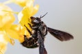 Closeup of a bee perched atop a yellow flower, with its wings outstretched