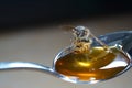 Closeup of a bee perched on a spoon of honey