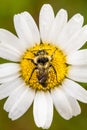 Closeup of a Bee Perfectly Centered on a Daisy Flo Royalty Free Stock Photo