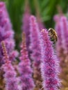 Closeup of a bee on the pink blossom Liatis spicatra