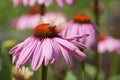 Bee on pink echinacea Cheyenne spirit in a urban park Royalty Free Stock Photo