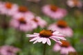 Bee on pink echinacea Cheyenne spirit in a urban park Royalty Free Stock Photo