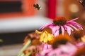 Closeup of a bee on a pink echinacea coneflower Royalty Free Stock Photo