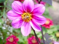 Closeup of a bee on pink flower of dahlia mignon, beautiful plant with yellow and black center, nature, insect Royalty Free Stock Photo