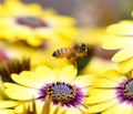 Bee hovering above colorful pollen filled flowers