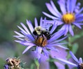 Closeup of a bee pollinating on beautiful aster flowers Royalty Free Stock Photo