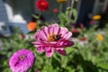 Closeup of a bee pollinating on beautiful flowers in a garden Royalty Free Stock Photo