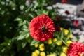 Closeup of a bee pollinating on beautiful flowers in a garden Royalty Free Stock Photo