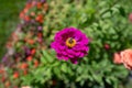 Closeup of a bee pollinating on beautiful flowers in a garden Royalty Free Stock Photo