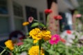 Closeup of a bee pollinating on beautiful flowers in a garden Royalty Free Stock Photo