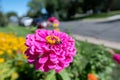 Closeup of a bee pollinating on beautiful flowers in a garden Royalty Free Stock Photo