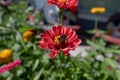 Closeup of a bee pollinating on beautiful flowers in a garden Royalty Free Stock Photo